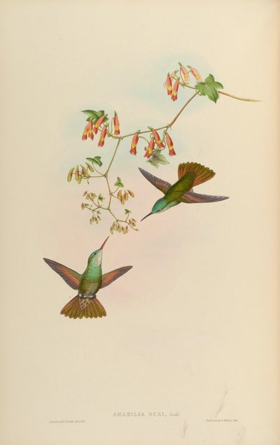 Amazilia ocai = Amazilia cyanocephala x Amazilia beryllina von John Gould
